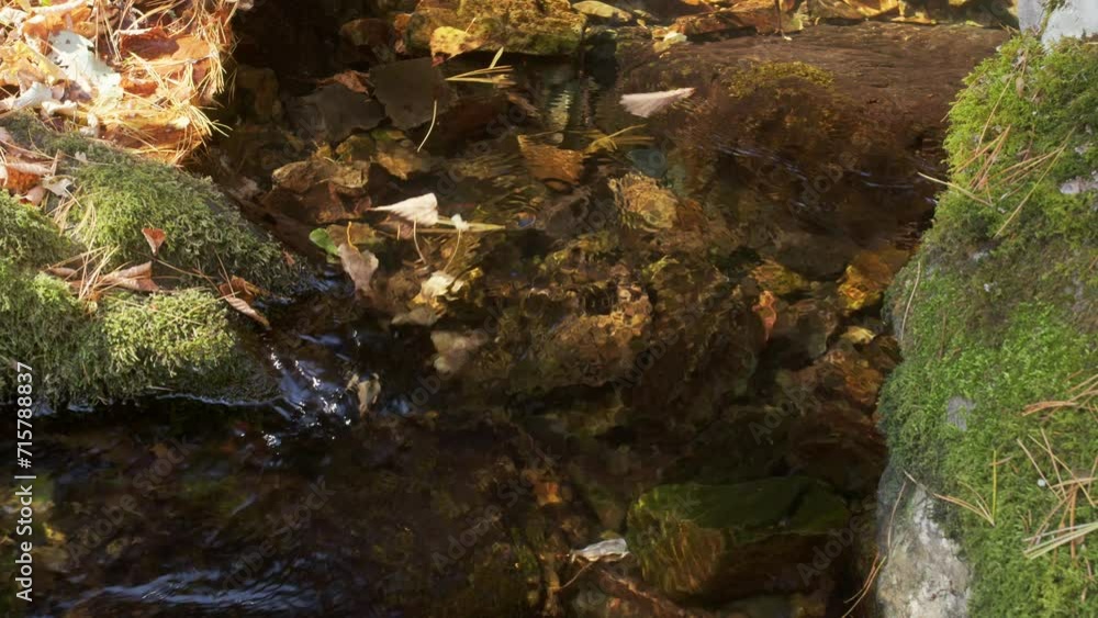 The leaves float down the creek The leaves float down the creek