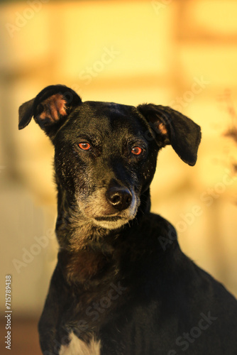 Portrait von einem  schwarzen Hund vor beiger Wand