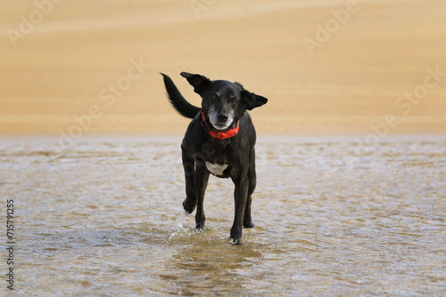 Mischling - Schwarzer Hund am Strand