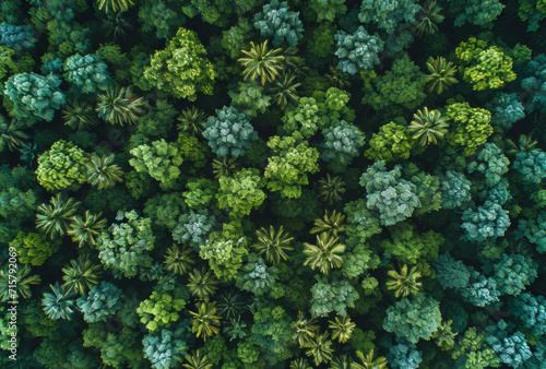 Drone view, environment or sustainability mockup of forrest for background, wallpaper and design. Green beauty, lush and natural backdrop with copyspace for ecology, eco friendly or carbon footprint photo