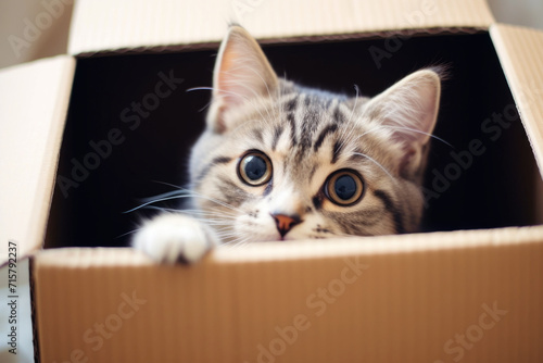 Cute and adorable tabby cat peeking out from a box