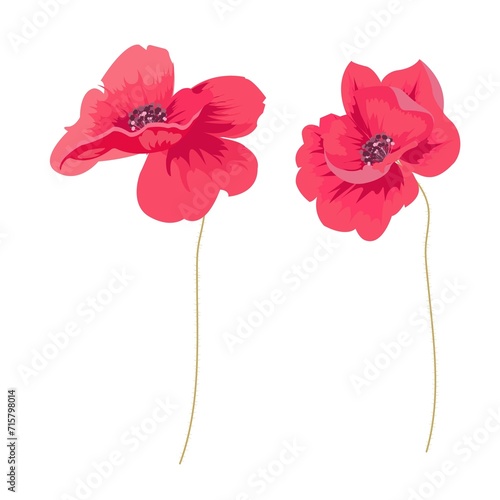 Bright poppy flowers on a stem, background and pattern