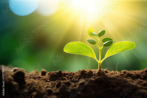 A young plant is growing from the soil over a sunlight background.