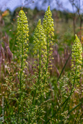 Selective focus of wild grass flower in meadow in spring, Reseda lutea or the yellow mignonette or wild mignonette is a species of fragrant herbaceous plant, Nature floral background photo
