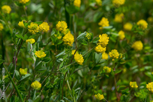 Trifolium campestre or hop trefoil flower, close up. Yellow or golden clover with green leaves. Wild or field clover is herbaceous, annual and flowering plant in the bean or legume family Fabaceae