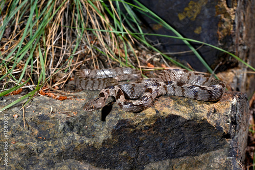 European cat snake    Europ  ische Katzennatter  Telescopus fallax  - Dalyan  Turkey