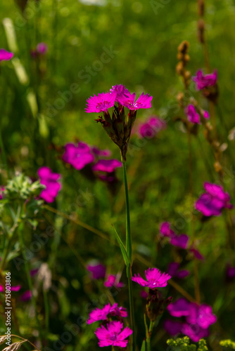 Close up small pink wildflower blossoms and stem, specifically Deptford Pink Dianthus armeria, with a meadow out of focus in the background