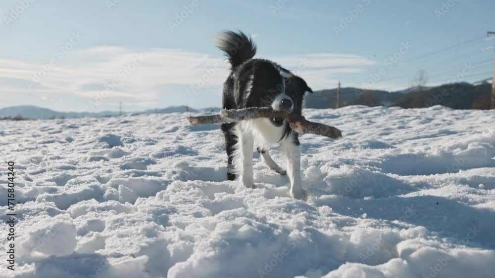 Junger Border Collie Hund möchte im Schnee mit einem Baumast spielen. In Zeitlupe wirft er seinem Besitzer einen Baumast zu. Junger Border Collie Hund möchte im Schnee mit einem Baumast spielen. In Zeitlupe wirft er seinem Besitzer einen Baumast zu.