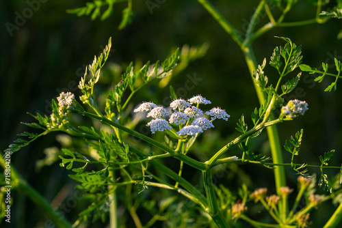 Fotografía Conium maculatum, colloquially known as hemlock, poison hemlock or wild hemlock,