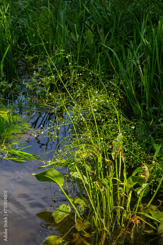 Phreatophyte. American water plantain Alisma plantago-aquatica in swampy-forest river water. Northeast Europe grow on river bank washed away by current, spring water erosion photo