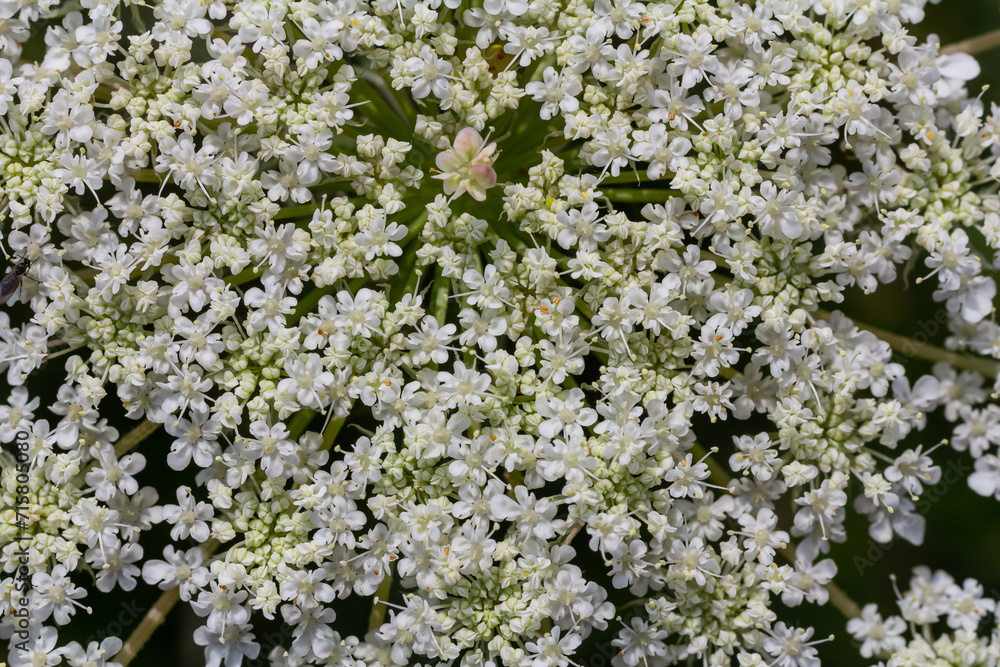 Daucus carota known as wild carrot blooming plant Daucus carota known as wild carrot blooming plant