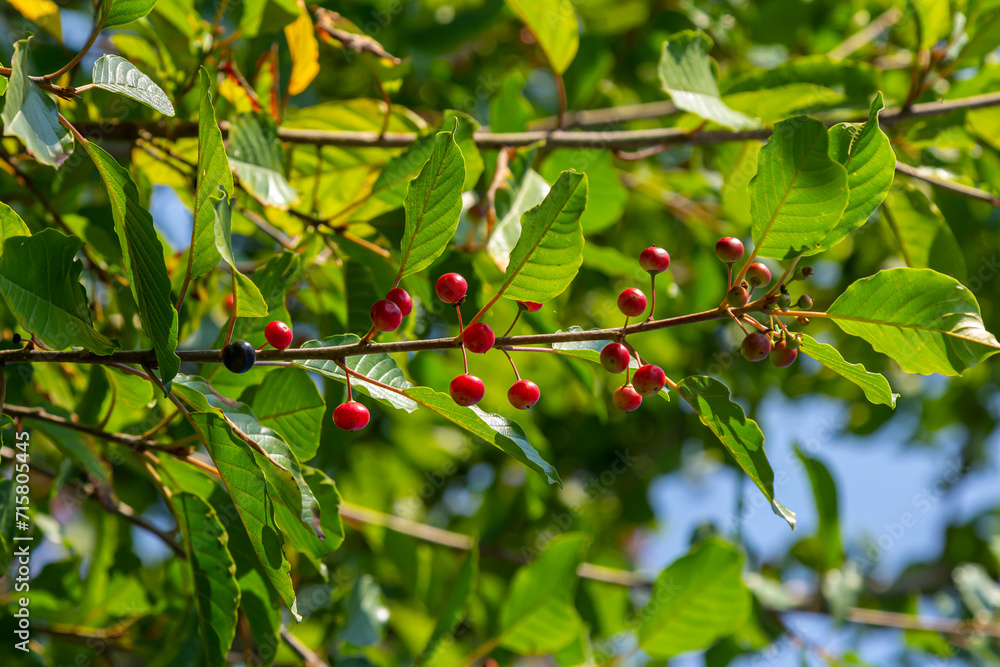 Branches of Frangula alnus with black and red berries. Fruits of Frangula alnus