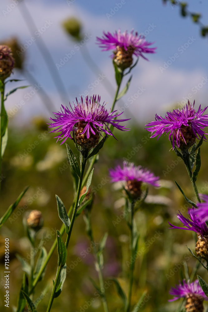 Centaurea jacea, the Brown Knapweed, known also as Brown-rayed Knapweed, Brownray Knapweed and Hardheads Centaurea jacea, the Brown Knapweed, known also as Brown-rayed Knapweed, Brownray Knapweed and Hardheads