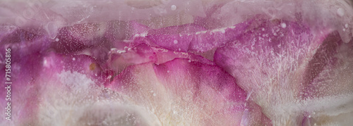 pink rose petals background frozen in ice water photo