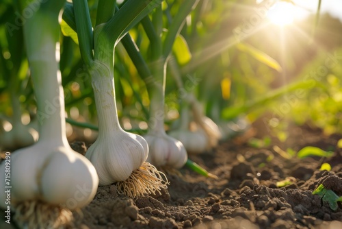 Growing garlic harvest and producing vegetables cultivation. Concept of small eco green business organic farming gardening and healthy food. photo