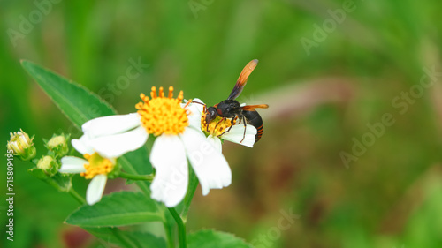 Potter Wasp, Rhynchium haemorrhoidale