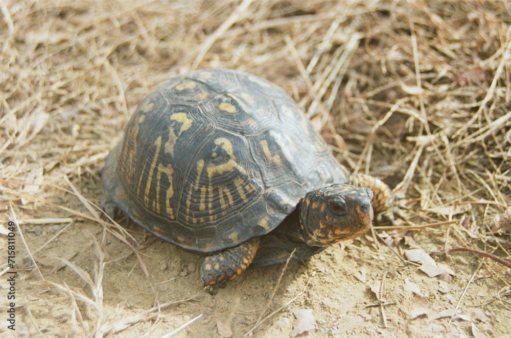 Turtle in nature