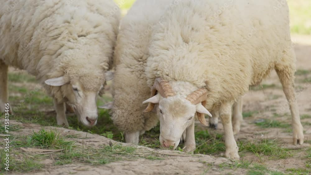 Sheep grazing in a lush green field on a farm, surrounded by nature and agriculture, embodying the beauty of rural life with white woolly sheep, creating a picturesque scene on sunny day Sheep grazing in a lush green field on a farm, surrounded by nature and agriculture, embodying the beauty of rural life with white woolly sheep, creating a picturesque scene on sunny day