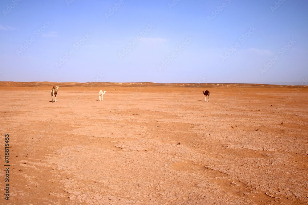 The Sahara desert landscape in Morocco between M'Hamid El Ghizlane and Erg Chigaga The Sahara desert landscape in Morocco between M'Hamid El Ghizlane and Erg Chigaga