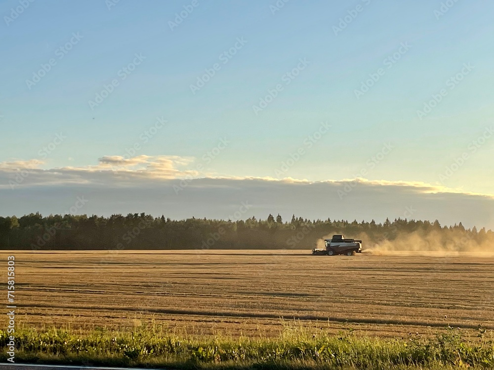 Fototapeta premium combine harvester working in the field