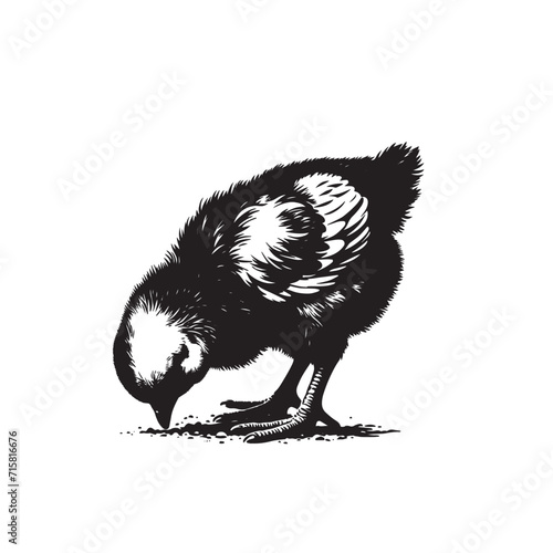 Chick, baby bird vector