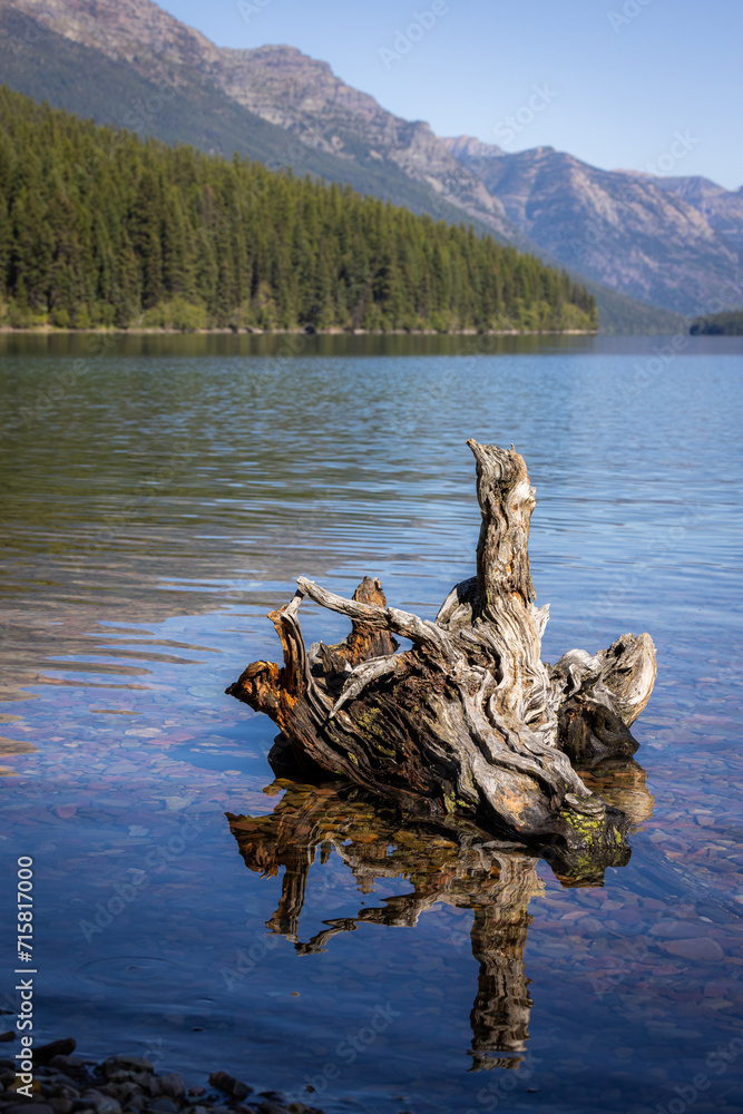 Old stump in Bowman Lake, Montana