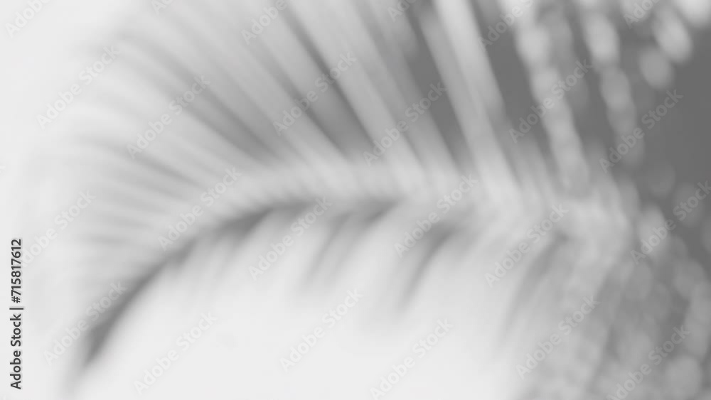 slow motion the shadow of the swaying palm leaf overlay on a white background, black and white