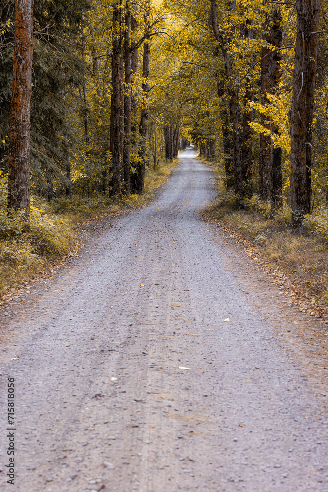 Fototapeta premium Autumn road in the forest