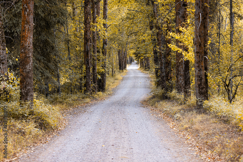 Fototapeta premium Autumn road in the forest