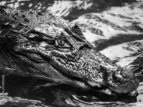 Retrato cocodrilo blanco y negro