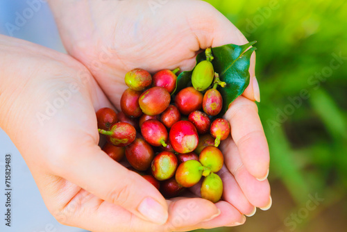 Coffee beans in woman hands