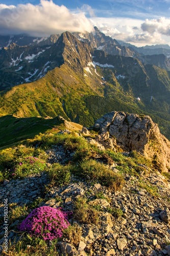 Beautiful mountain landscape in spring time with blooming flowers and mountains in the background, sun day, Vysoke Tatry, High Tatras Slovakia