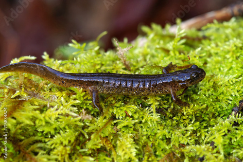 Closeup on the rare and endangered Southern torrent salamander, Rhyacotriton variegatus sitting on green moss