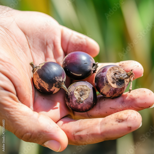 woman holds a rotten, spoiled crop, overripe acai with dirty peel. protecting acai fruits harvests from mold, fungus, decay and desease parasite for food waste decomposition concept