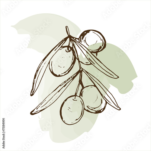 Vector image of olives on green watercolor spot. Hand-drawn sketch illustration of food products.