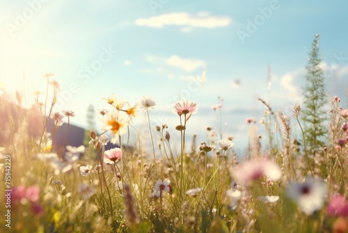 Sunlit field of wildflowers with a neutral backdrop, ideal for text integration. © Haani