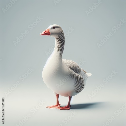 full body view of greylag goose alone photo