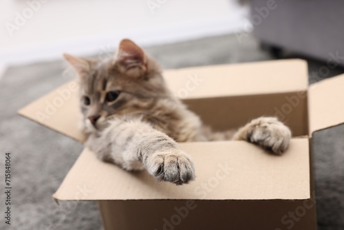 Cute fluffy cat in cardboard box indoors, focus on paw