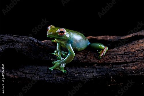 Rhacophorus dulitensis, Jade tree frog sitting on wood