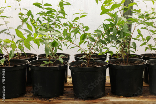 Potted Malpighia glabra plants on wooden surface in greenhouse