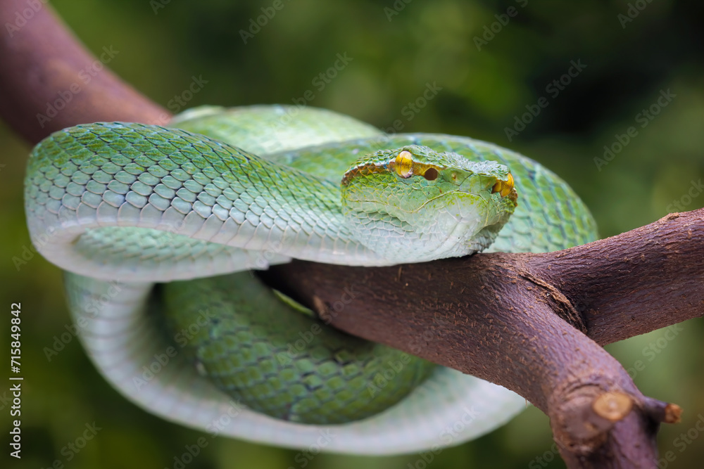 Fototapeta premium Bornean pit viper snakes, tropidolaemus subannulatus