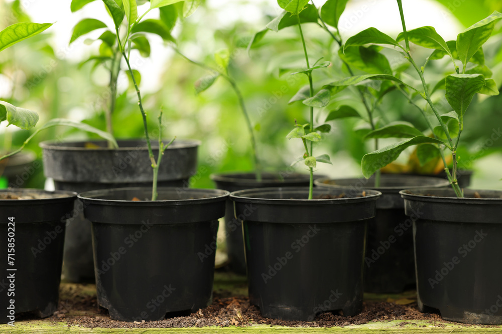 Many different beautiful potted plants in greenhouse Many different beautiful potted plants in greenhouse