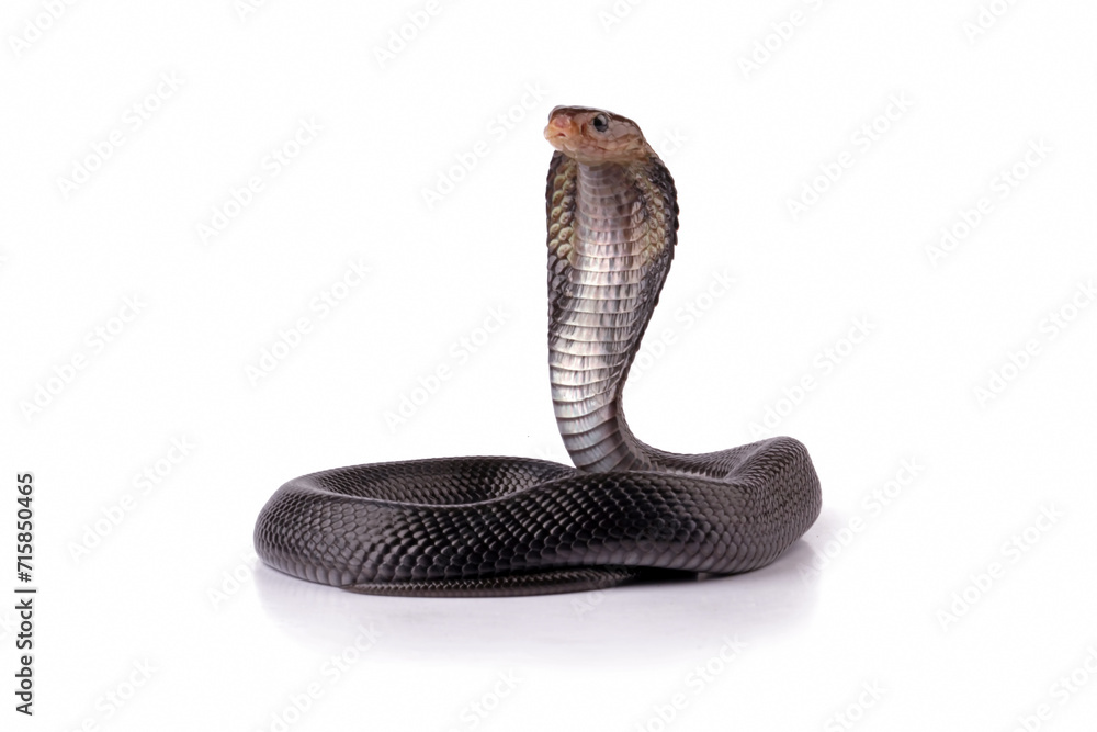 Fototapeta premium Javanese cobra snake isolated on black background, snake habitat in Java Indonesia, Naja sputatrix
