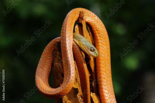 red boiga snake on a trunk, Boiga nigriceps