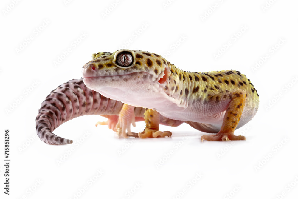 Leopard gecko lizard isolated on white, eublepharis macularius Leopard gecko lizard isolated on white, eublepharis macularius