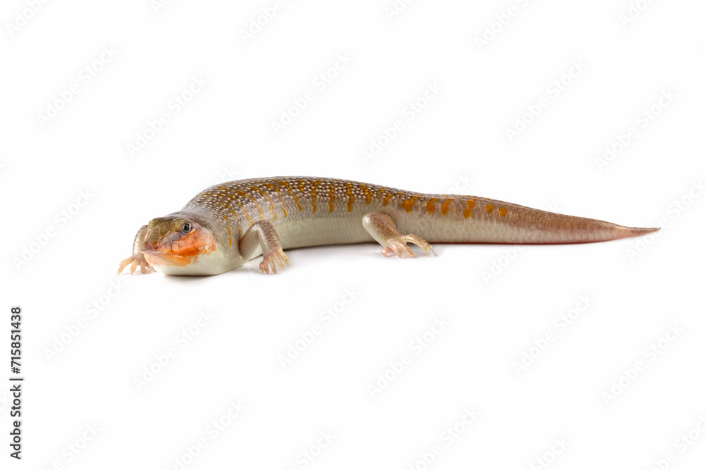 Fototapeta premium Sandfish lizards can be seen all over their bodies, Sandfish lizard isolated on white (Scincus scincus)