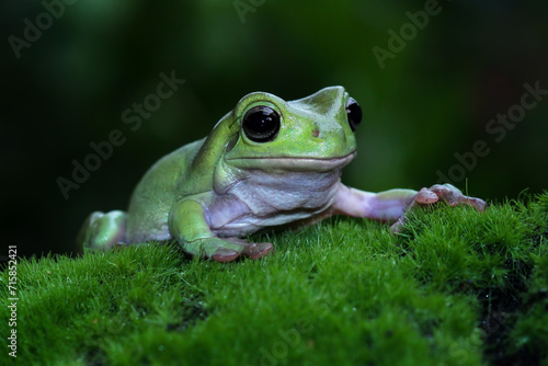 Beautiful tree frog on a grass, dumpy frog, animal closeup © Agus Gatam