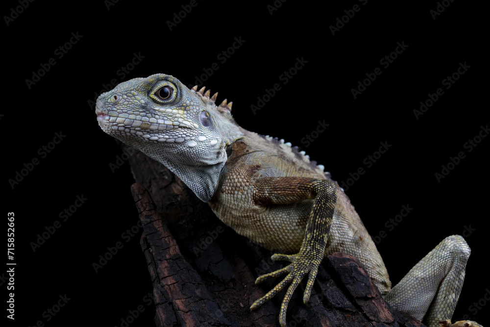 Fototapeta premium hypsilurus magnus forest dragon lizard isolated on black