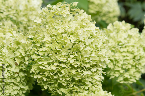 beautiful blossom of pistachio green hydrangea at cloudy day. close up