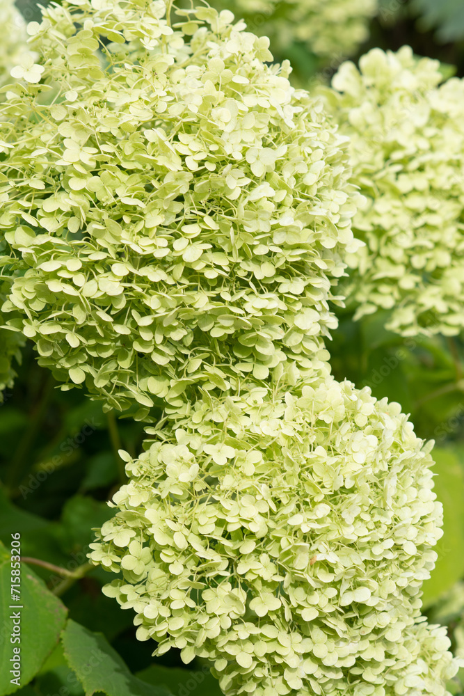 beautiful blossom of pistachio green hydrangea at cloudy day. close up